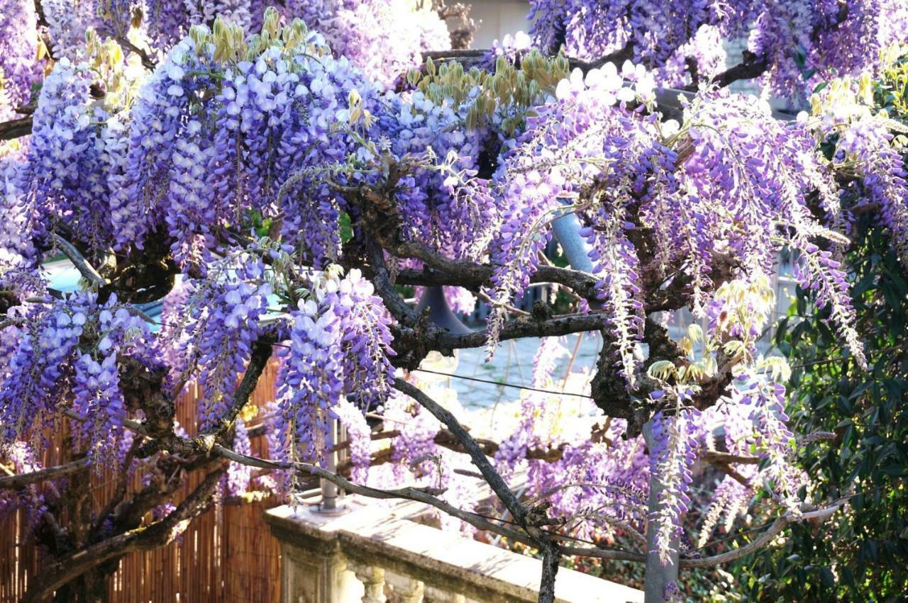 Il Glicine Di Lucca Διαμέρισμα Εξωτερικό φωτογραφία